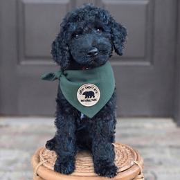 (Great Smoky Mountain) Smoky - Black male Goldendoodle puppy in Granite Falls, North Carolina from Carolina Goldendoodles