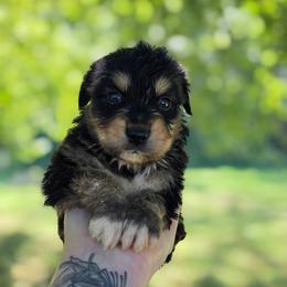 Sparrow - Black tri-color male Australian Shepherd puppy in London, Kentucky from Kenmont Kennels