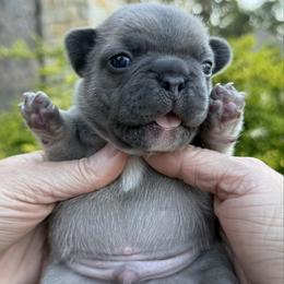 Charles - Blue fawn male French Bulldog puppy in Willis, Texas from Grandiose Frenchies
