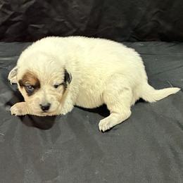 L65-02 - Red speckled male Australian Cattle Dog puppy in Sheridan, Oregon from 6pk Cattledogs