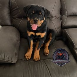 Rottweiler Puppies from Von Der Hing Rottweilers