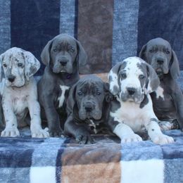 Great Dane Puppies from Starr Creek Danes & Frenchies