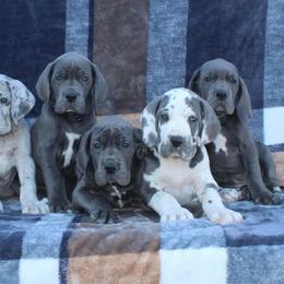 Great Dane Puppies from Starr Creek Danes & Frenchies