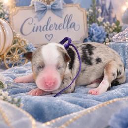Cinderella - Blue merle female Australian Shepherd puppy in Placerville, California from BFF Aussies