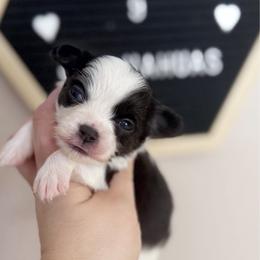Axel - Black and tan male Chihuahua puppy in Harrison, Michigan from Cloud9 Chihuahuas