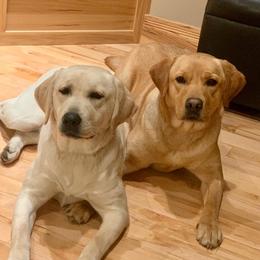Labrador Retrievers from Mi Royal Labradors