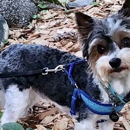 Kota - Yorkshire Terrier