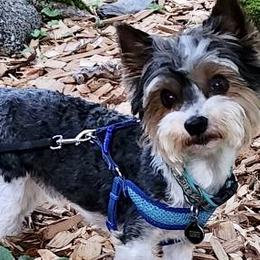 Kota - Yorkshire Terrier