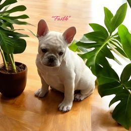 Boston Terrier and French Bulldog Puppies from Classic Boston Terriers and French Bulldogs