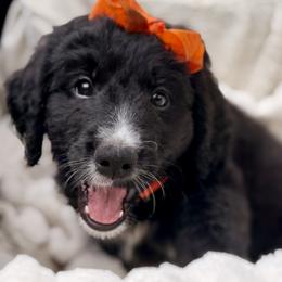 Poppy (Orange) - Black and white female Bernedoodle puppy in Noblesville, Indiana from NOB Bernedoodles