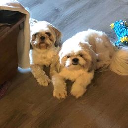 Chewie - Shih Tzu
