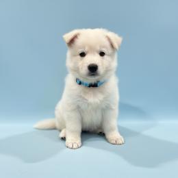 Light Blue Collar  (Spencer) - White male Berger Blanc Suisse puppy in Rice Lake, Wisconsin from Windswept White Swiss Shepherds