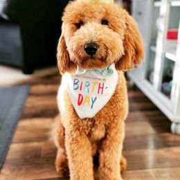 Cavalier King Charles Spaniels, Cavapoos, Goldendoodles, and Golden Retrievers from Park City Doodles