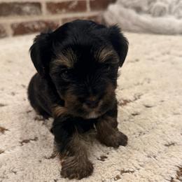 Belle - Black and tan female Yorkshire Terrier puppy in Blackfoot, Idaho from Top Knot Yorkies of Idaho