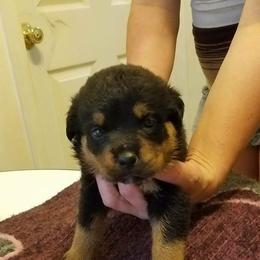 Boy3 - Black and mahogany male Rottweiler puppy in Bartonsville, Pennsylvania from Karol's Rottweilers
