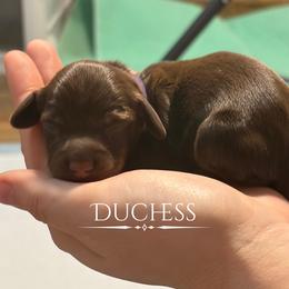 Dachshund Puppies from 208 Dox Dynasty