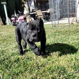 Cane Corso Puppies from JSM Corsos