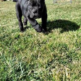 Cane Corso Puppies from JSM Corsos