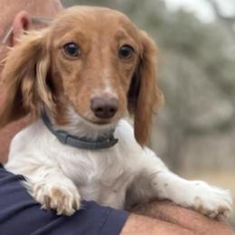 Dachshunds from Honeycombhomeminipuppies