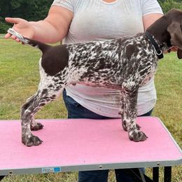 German Shorthaired Pointer Puppies from L & J Pointers