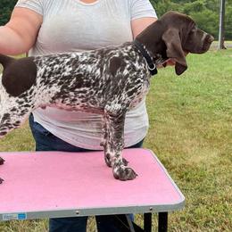 German Shorthaired Pointer Puppies from L & J Pointers