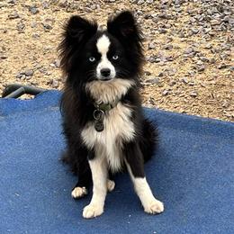Cosmo - Toy Australian Shepherd