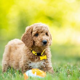 Goldendoodle and Poodle Puppies from Shadow Ridge Doodles