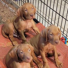 Vizslas from Clay's Vizsla