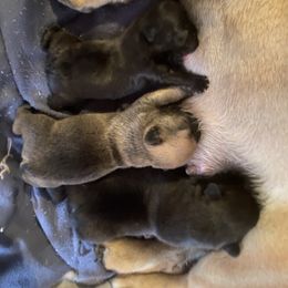 Cane Corso puppies from Elite Kennels