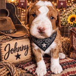 Johnny - Red  male Goldendoodle puppy in Ozark, Missouri from Halo Doodles