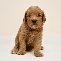 Louisville (Louie) - Red  male Goldendoodle puppy in Dayton, Ohio from Perks Court Doodles