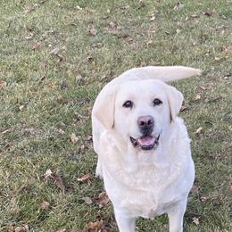 Laynie - Labrador Retriever