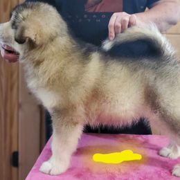 Alaskan Malamute Puppies from Coon Creek Alaskan Malamutes
