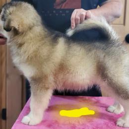Alaskan Malamute Puppies from Coon Creek Alaskan Malamutes