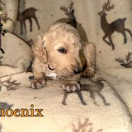 Phoenix - Cream male Poodle puppy in Winston Salem, North Carolina from Bewitching Kennels