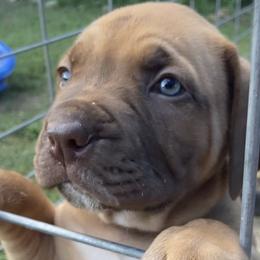 Amelia - silver collar liver nose female - Fawn female Boerboel puppy in Navasota, Texas from Silverthorne Boerboels