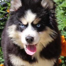 Flurry - Black and white female Pomsky puppy in Junction City, Ohio from JC Pups