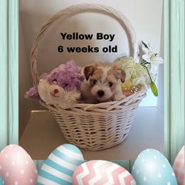 Yellow Parti boy - Parti male Yorkshire Terrier puppy in Inverness, Florida from Luvayorkie&more