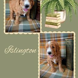 Islington - Apricot male Goldendoodle puppy in Coarsegold, California from Hobbit Hollow Acres