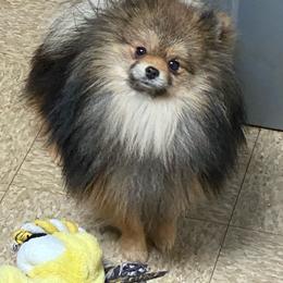 Wally - Pomeranian