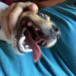 Krawl the Warrior King - White and black male Russell Terrier puppy in Missouri from Royal Russells Ranch