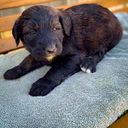 Bernedoodle and Siberian Husky Puppies from Timberline Paws
