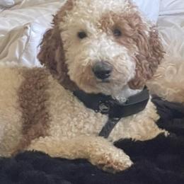 Luna - Goldendoodle