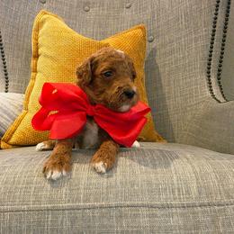 Red - Red  male Goldendoodle puppy in Miami, Florida from GoldStar Doodles USA