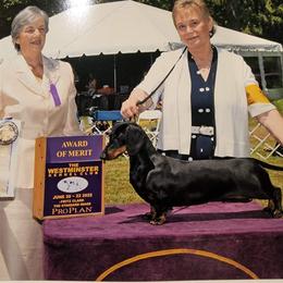 Dachshund All Grown Up from Woodshafen