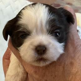 Chett - Chocolate male Shih Tzu puppy in Tallahassee, Florida from Bows and Bow Ties
