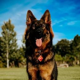 German Shepherds from Wilderwind K9