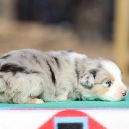 Phoenix - Blue merle male Miniature Australian Shepherd puppy in Quapaw, Oklahoma from Rocky Hill Aussies