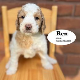 Ren - Parti male Goldendoodle puppy in Jackson, Mississippi from T.M. Poodles & Doodles