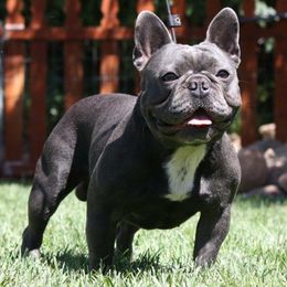 French Bulldogs from Mr.BiggzBlueFrenchie